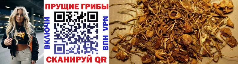 Галлюциногенные грибы мицелий  Стародуб 